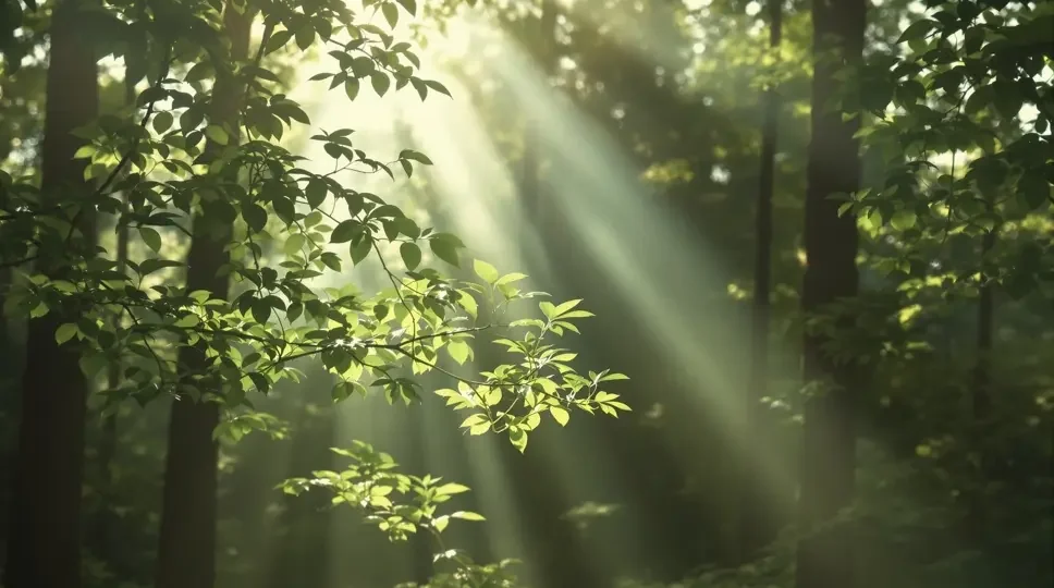 诗意自然